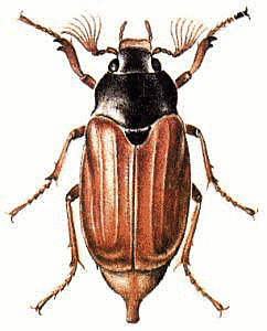 May_Beetle