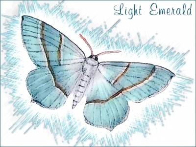Light_Emerald_Moth