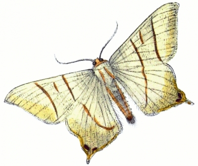swallow_tailed_moth__Ouraptern_sambucaria