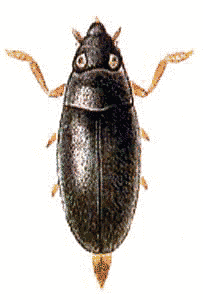 Orectochilus