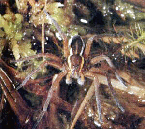 Swamp_Spider