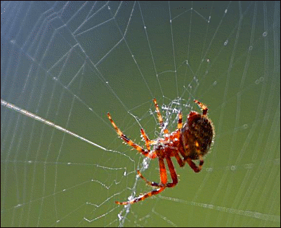 spider_in_web_2