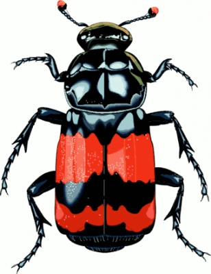 big_beetle