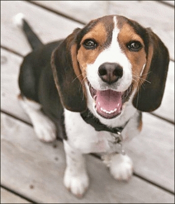 beagle_puppy