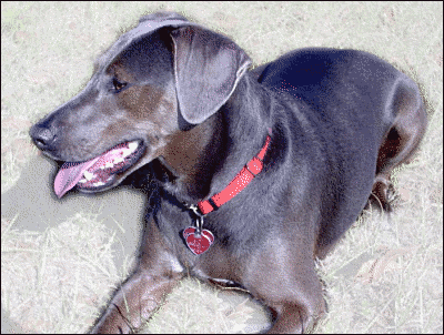 Blue_Lacy_Game_Dog