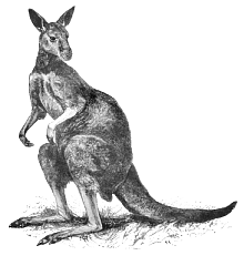 kangaroo_3