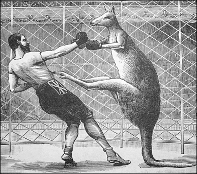 kangaroo_boxing