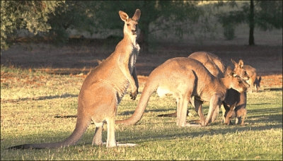 kangaroo_graemes