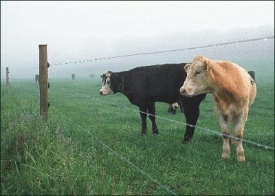cows_by_fence