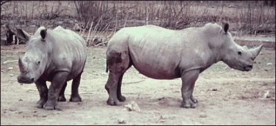 White_rhinoceros