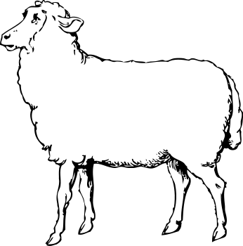 sheep_BW