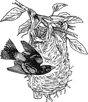 Baltimore_oriole_and_nest
