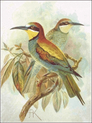 Bee_eater