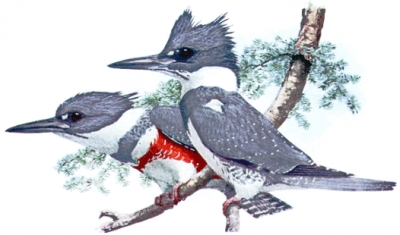 Belted_Kingfisher_pair