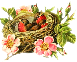 bird-nest_1