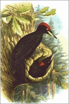 Black_Woodpecker