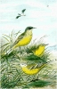 Blue_headed_Wagtail