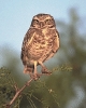 Burrowing_owl