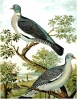 Wood_Pigeon__Ring_Dove
